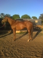 Sky Diva